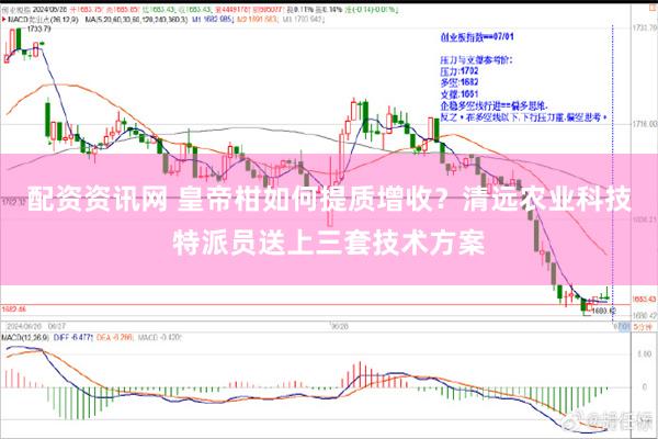 配资资讯网 皇帝柑如何提质增收？清远农业科技特派员送上三套技术方案